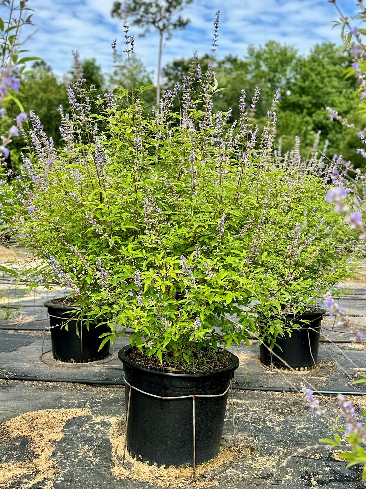 vitex-chastetree