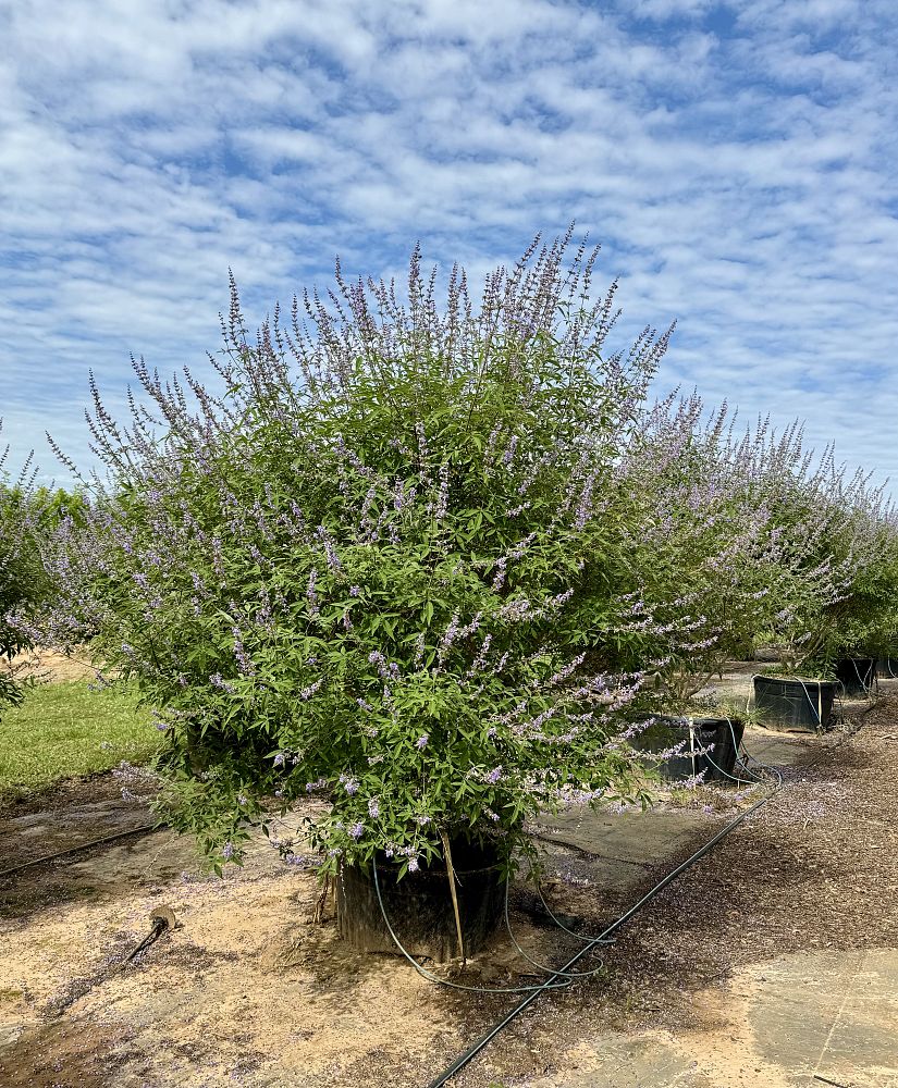 vitex-chastetree
