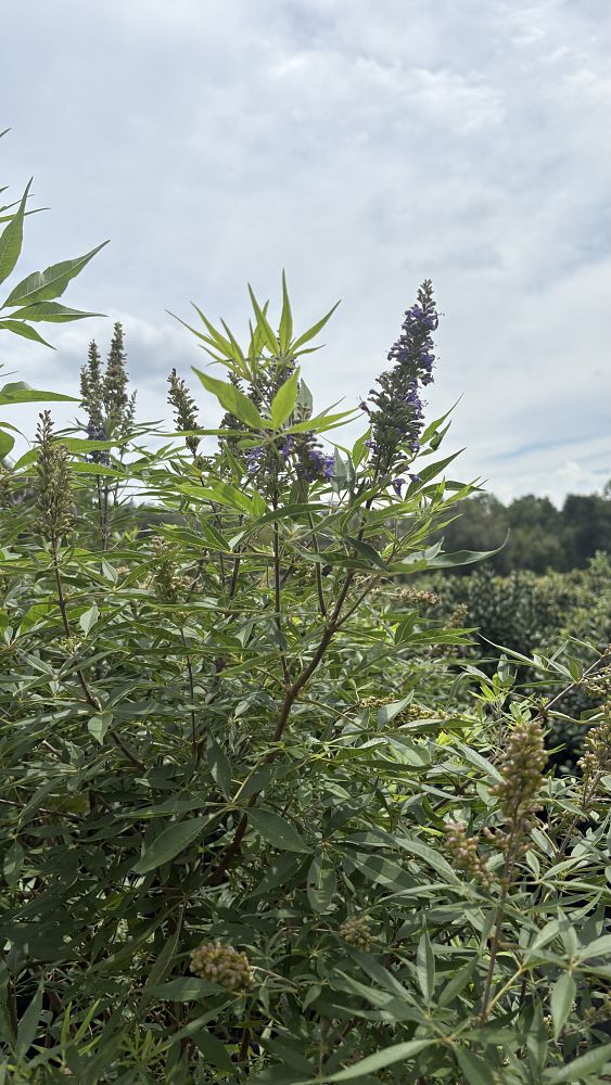vitex-chastetree