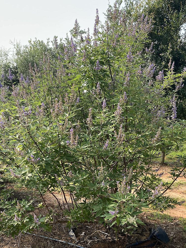 vitex-chastetree