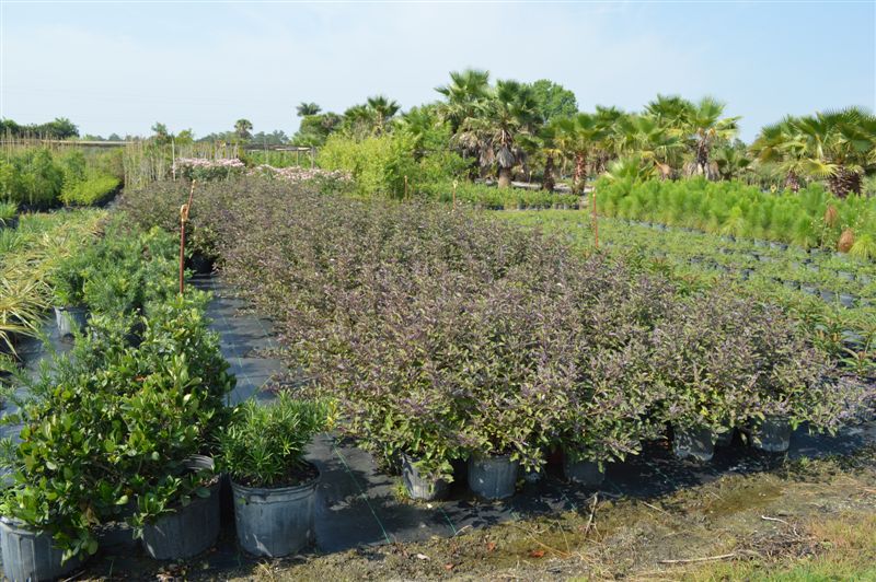 vitex-trifolia-arabian-lilac-hand-of-mary-simple-leaf-chaste-tree