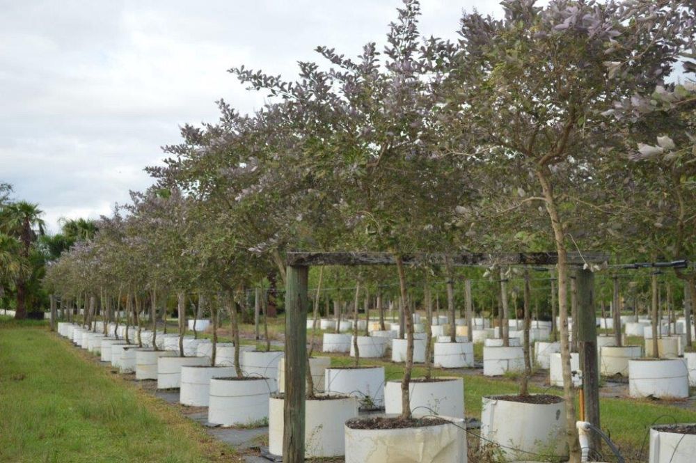 vitex-trifolia-arabian-lilac-hand-of-mary-simple-leaf-chaste-tree