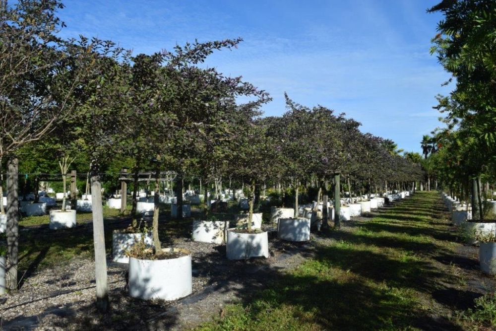 vitex-trifolia-arabian-lilac-hand-of-mary-simple-leaf-chaste-tree