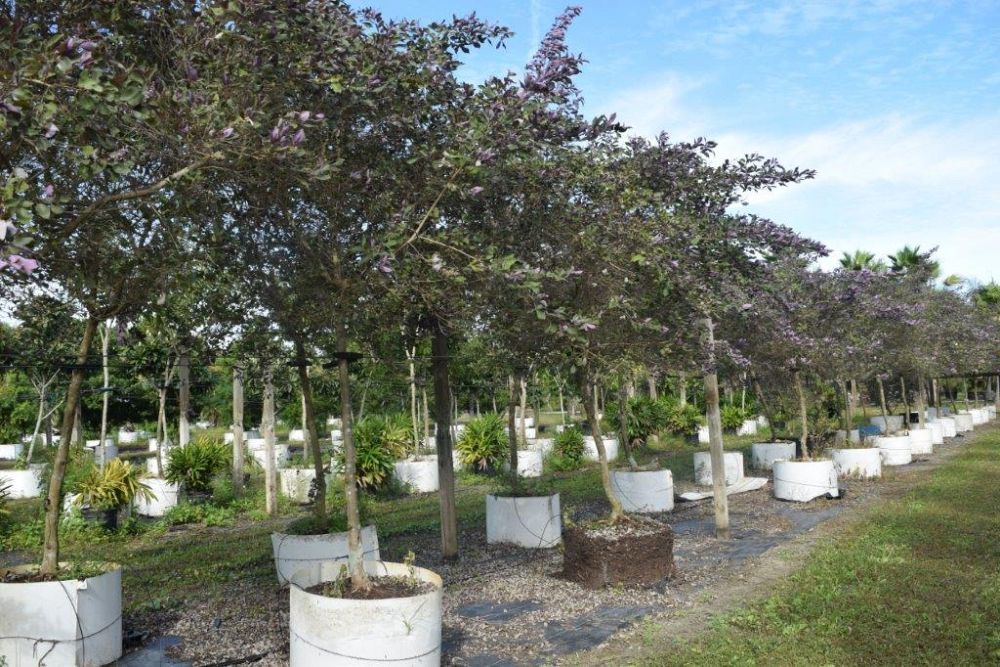 vitex-trifolia-arabian-lilac-hand-of-mary-simple-leaf-chaste-tree