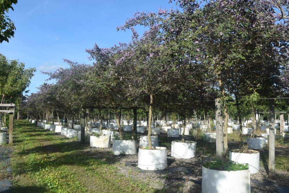 vitex-trifolia-arabian-lilac-hand-of-mary-simple-leaf-chaste-tree