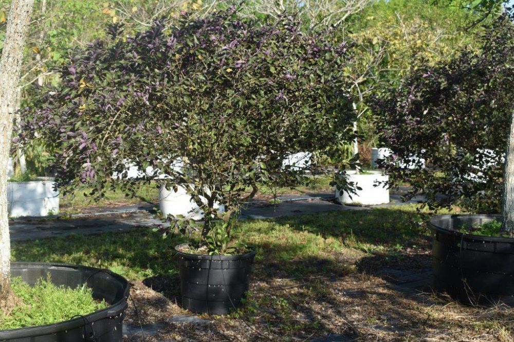 vitex-trifolia-arabian-lilac-hand-of-mary-simple-leaf-chaste-tree