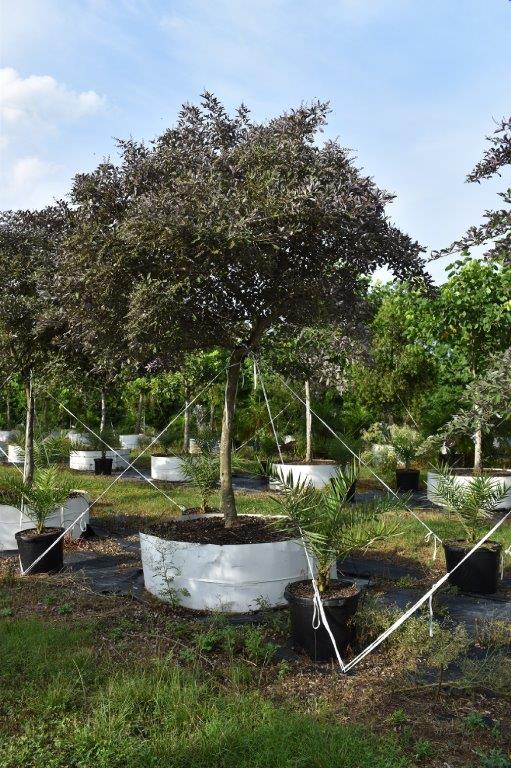 vitex-trifolia-arabian-lilac-hand-of-mary-simple-leaf-chaste-tree
