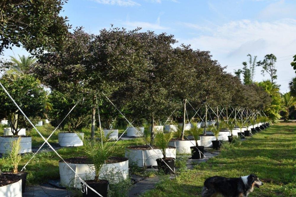 vitex-trifolia-arabian-lilac-hand-of-mary-simple-leaf-chaste-tree