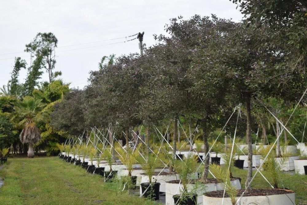 vitex-trifolia-arabian-lilac-hand-of-mary-simple-leaf-chaste-tree