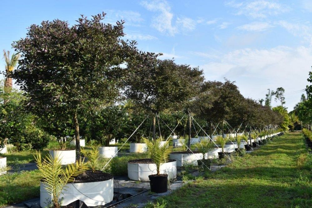 vitex-trifolia-arabian-lilac-hand-of-mary-simple-leaf-chaste-tree