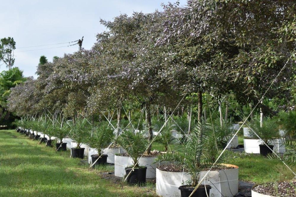 vitex-trifolia-arabian-lilac-hand-of-mary-simple-leaf-chaste-tree