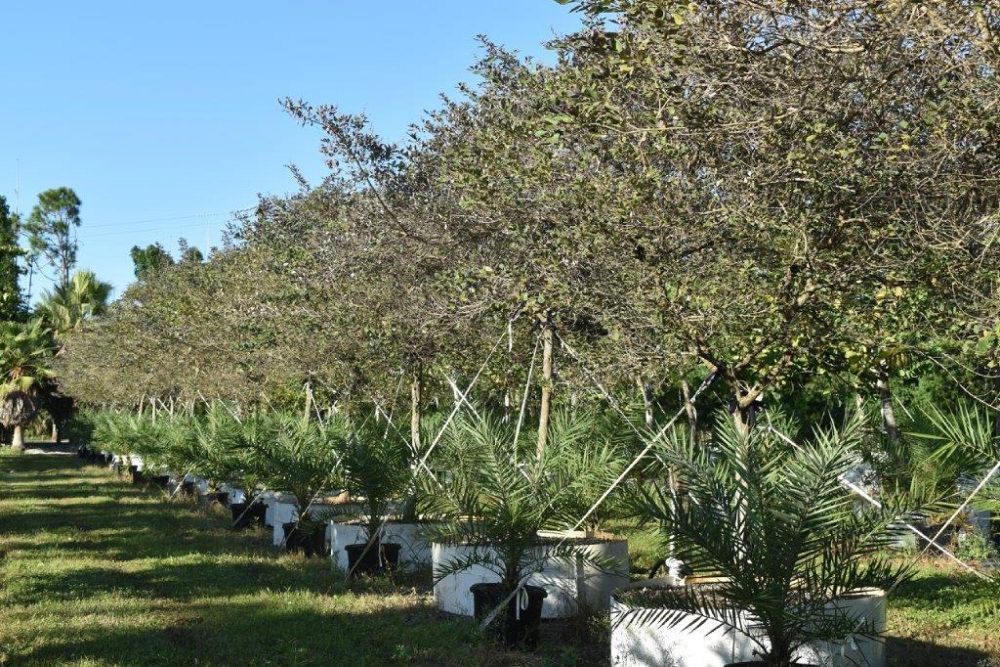 vitex-trifolia-arabian-lilac-hand-of-mary-simple-leaf-chaste-tree
