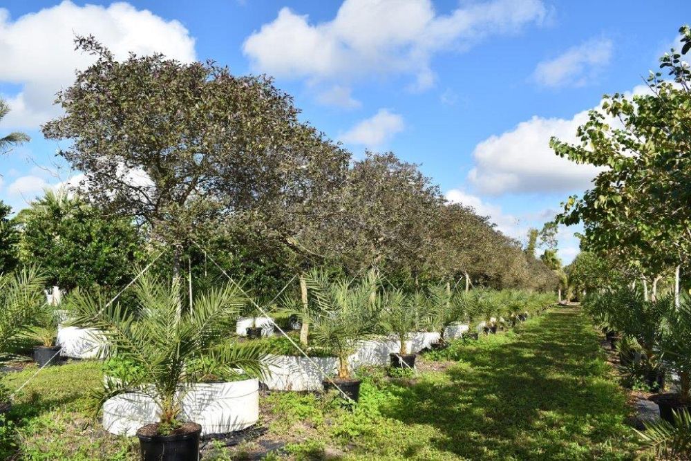 vitex-trifolia-arabian-lilac-hand-of-mary-simple-leaf-chaste-tree