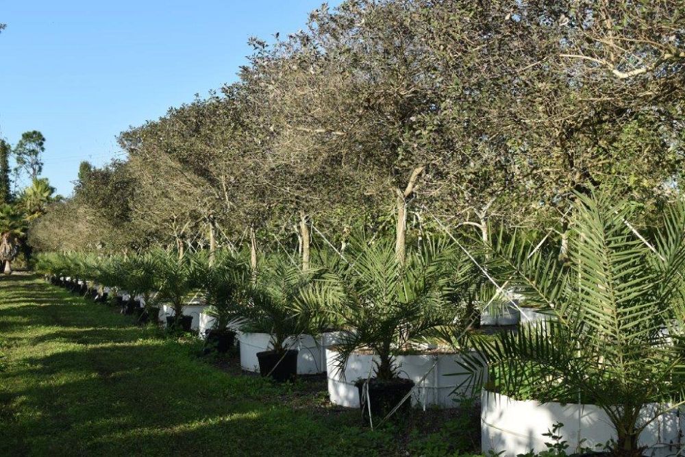 vitex-trifolia-arabian-lilac-hand-of-mary-simple-leaf-chaste-tree