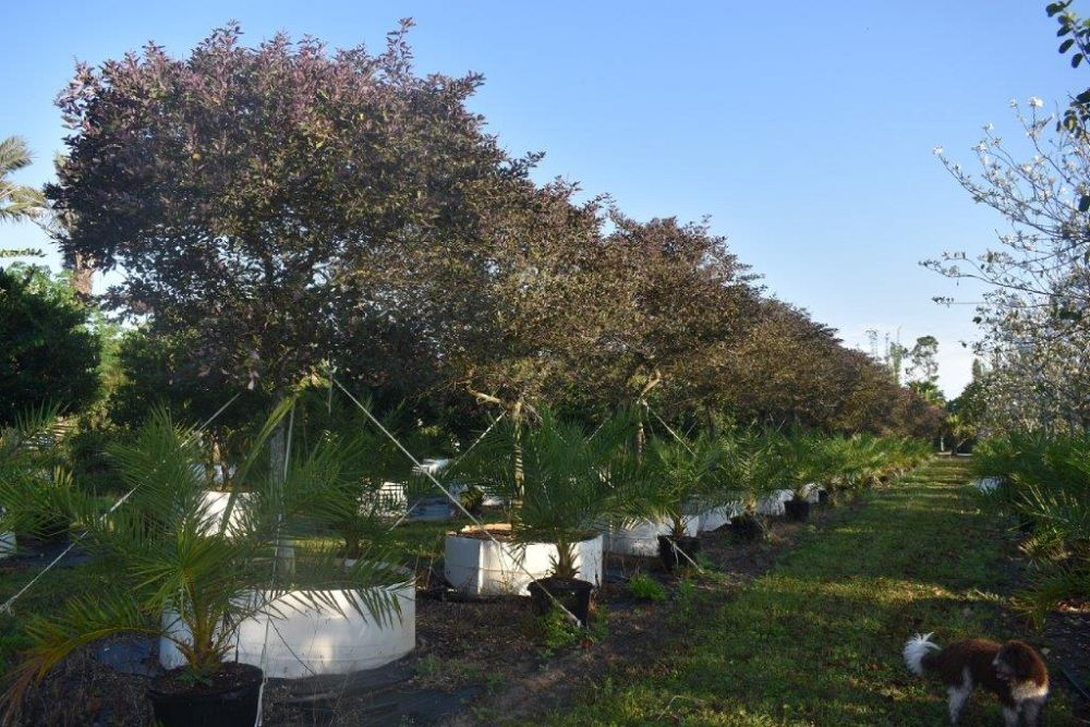 vitex-trifolia-arabian-lilac-hand-of-mary-simple-leaf-chaste-tree