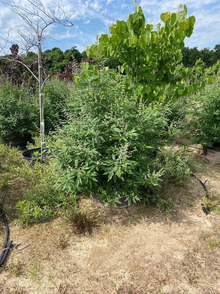 vitex-trifolia-arabian-lilac-hand-of-mary-simple-leaf-chaste-tree