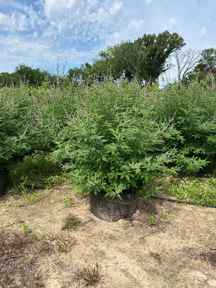 vitex-trifolia-arabian-lilac-hand-of-mary-simple-leaf-chaste-tree