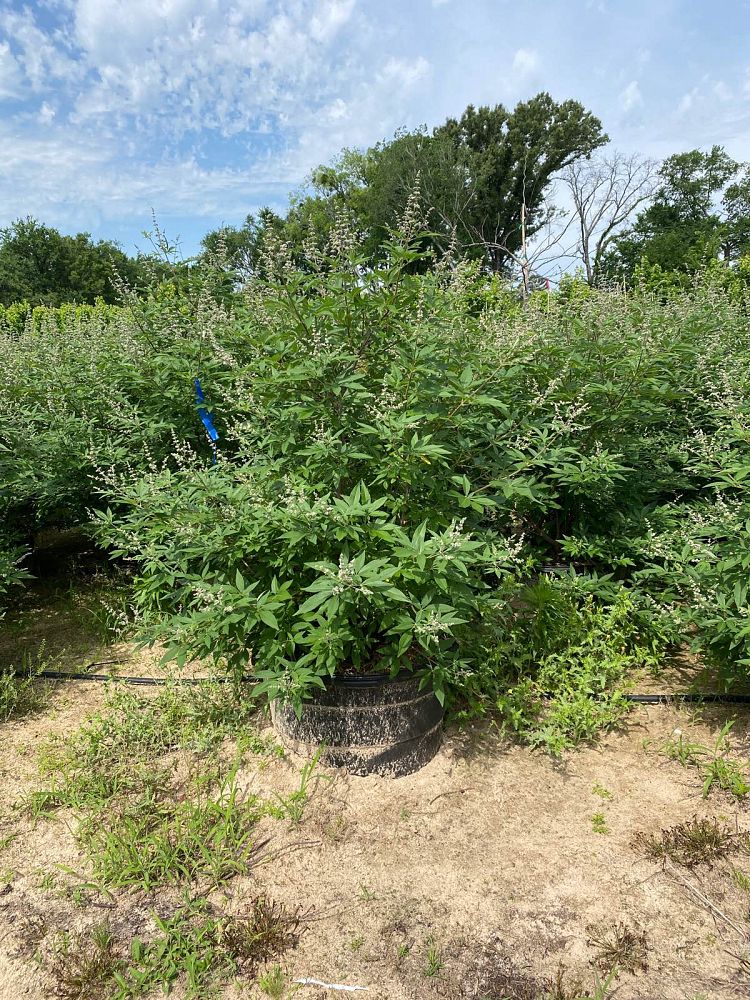 vitex-trifolia-arabian-lilac-hand-of-mary-simple-leaf-chaste-tree