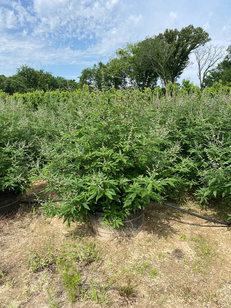 vitex-trifolia-arabian-lilac-hand-of-mary-simple-leaf-chaste-tree