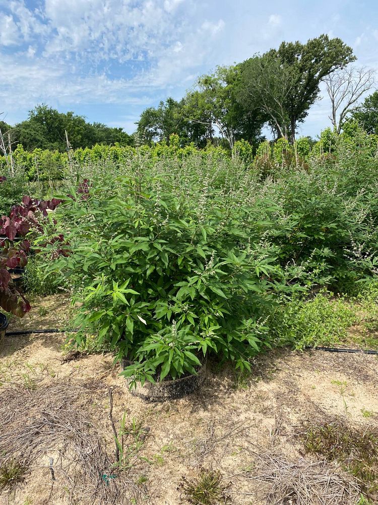 vitex-trifolia-arabian-lilac-hand-of-mary-simple-leaf-chaste-tree