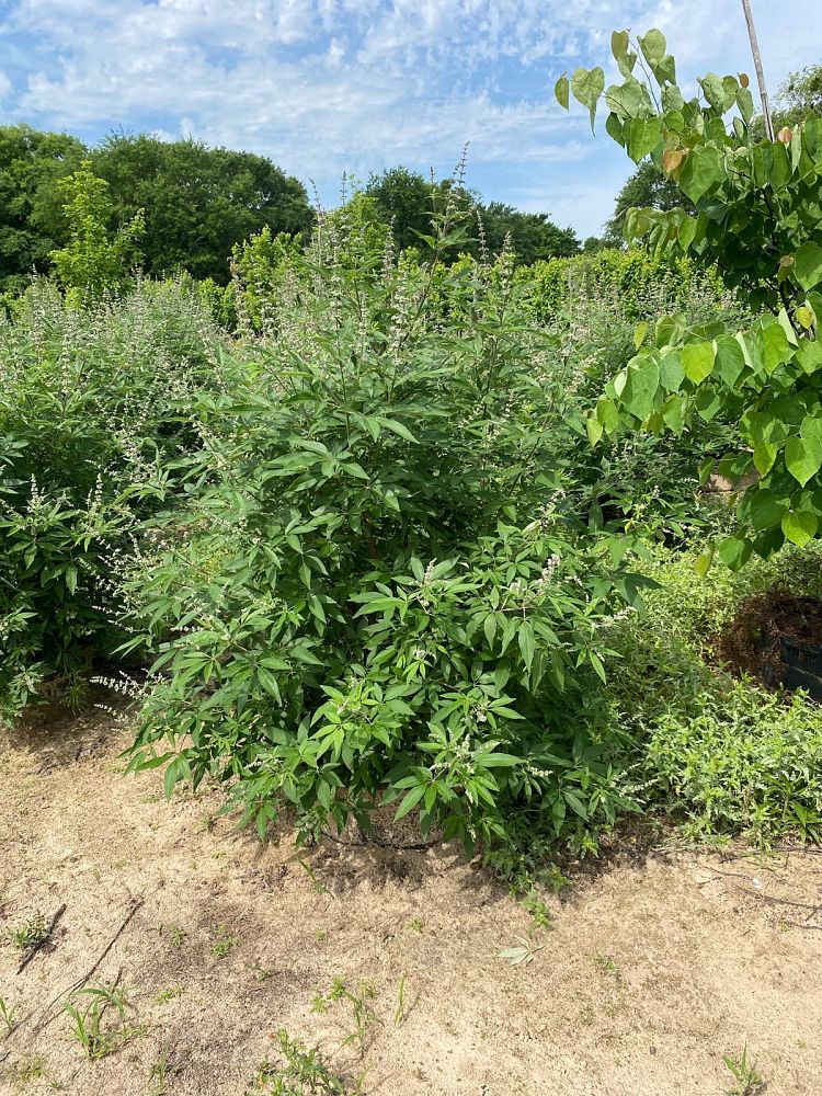 vitex-trifolia-arabian-lilac-hand-of-mary-simple-leaf-chaste-tree