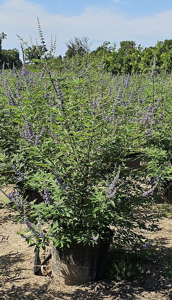 vitex-trifolia-arabian-lilac-hand-of-mary-simple-leaf-chaste-tree