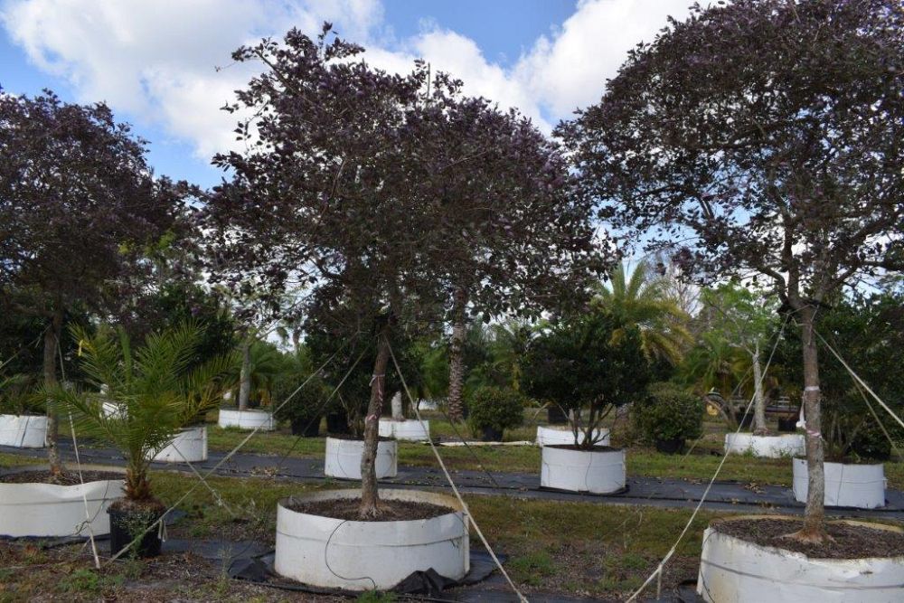 vitex-trifolia-arabian-lilac-hand-of-mary-simple-leaf-chaste-tree
