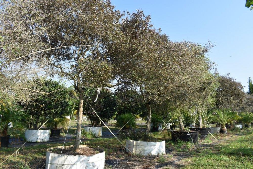 vitex-trifolia-arabian-lilac-hand-of-mary-simple-leaf-chaste-tree