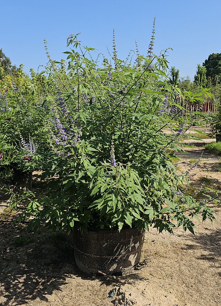 vitex-trifolia-arabian-lilac-hand-of-mary-simple-leaf-chaste-tree