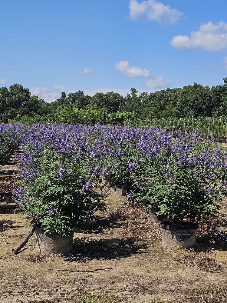 vitex-trifolia-arabian-lilac-hand-of-mary-simple-leaf-chaste-tree