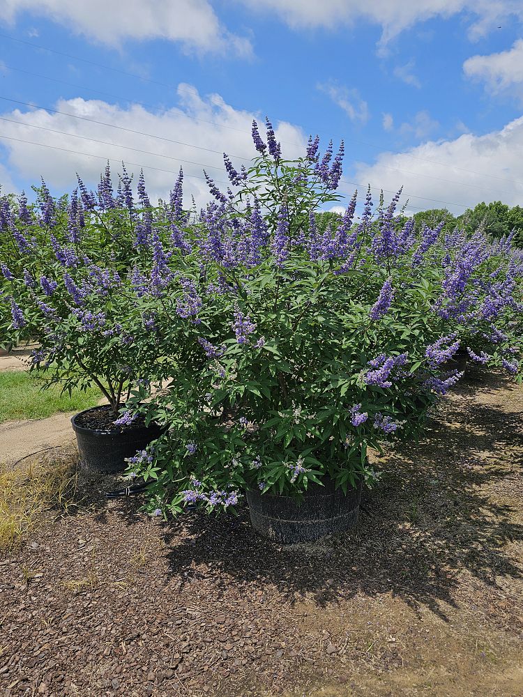 vitex-trifolia-arabian-lilac-hand-of-mary-simple-leaf-chaste-tree