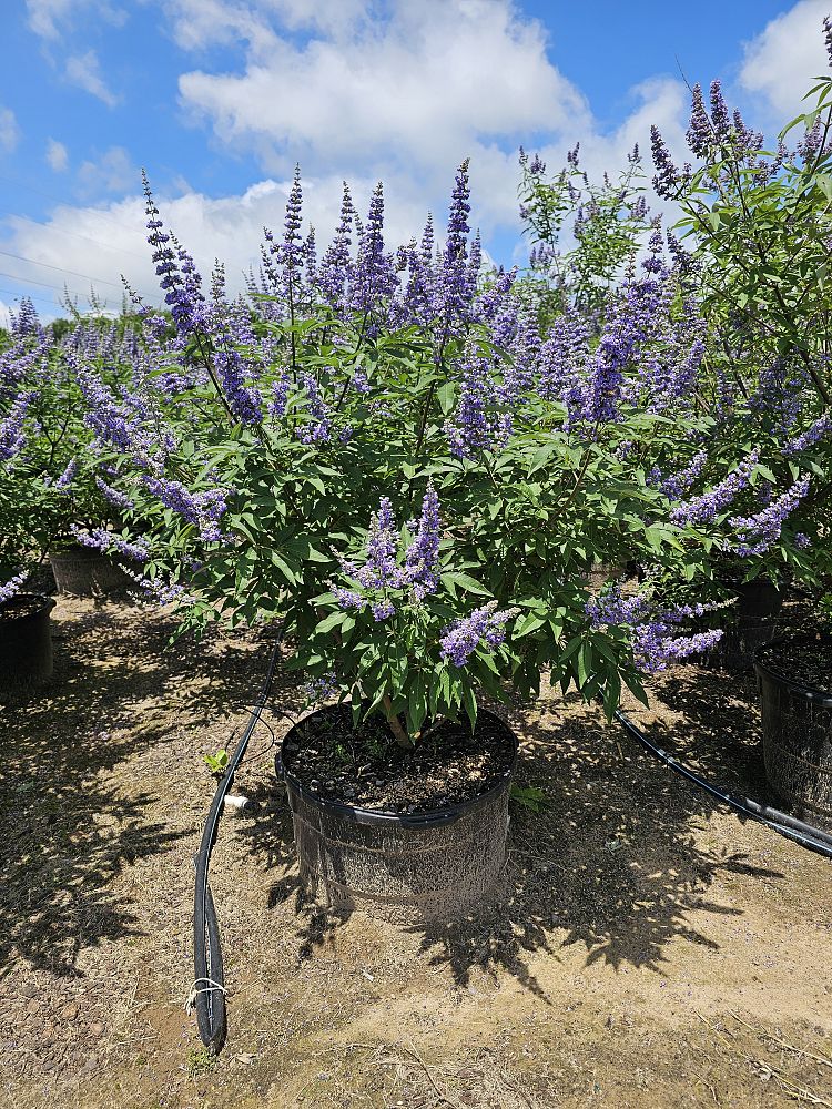 vitex-trifolia-arabian-lilac-hand-of-mary-simple-leaf-chaste-tree