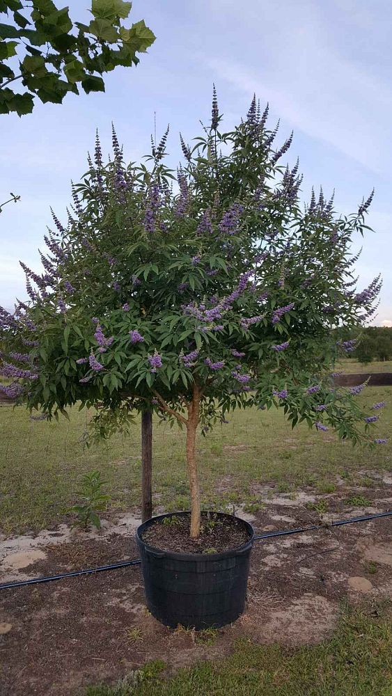 vitex-trifolia-litoralis-round-leaf-chaste-tree-beach-vitex