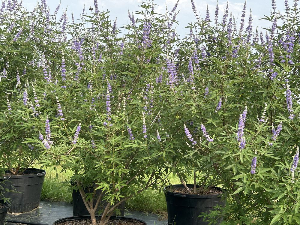 vitex-trifolia-litoralis-round-leaf-chaste-tree-beach-vitex