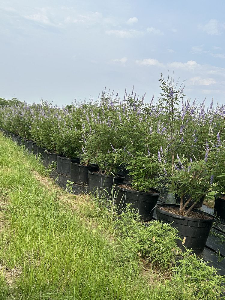 vitex-trifolia-litoralis-round-leaf-chaste-tree-beach-vitex