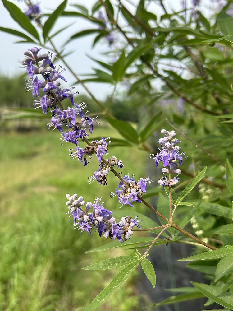 vitex-trifolia-litoralis-round-leaf-chaste-tree-beach-vitex