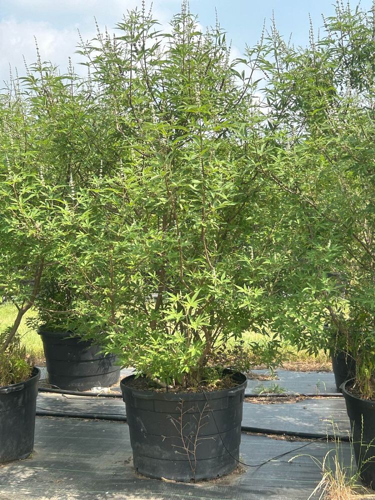 vitex-trifolia-litoralis-round-leaf-chaste-tree-beach-vitex