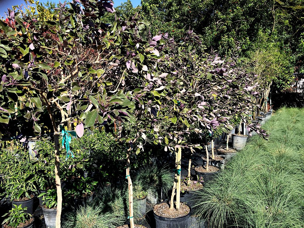 vitex-trifolia-purpurea-arabian-lilac-tree