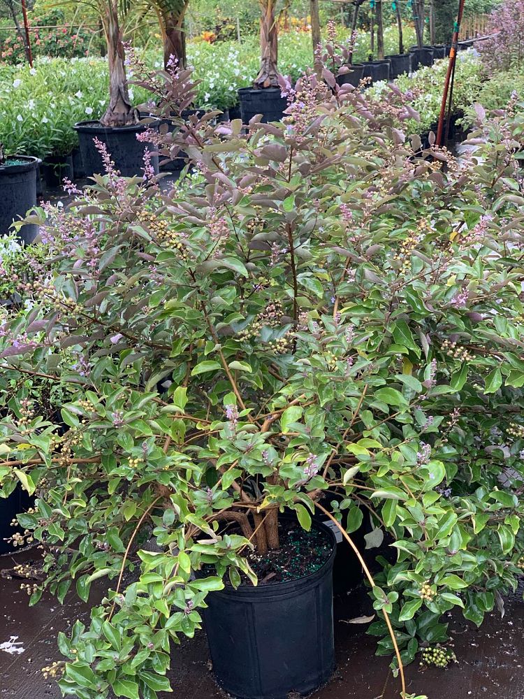 vitex-trifolia-purpurea-arabian-lilac-tree