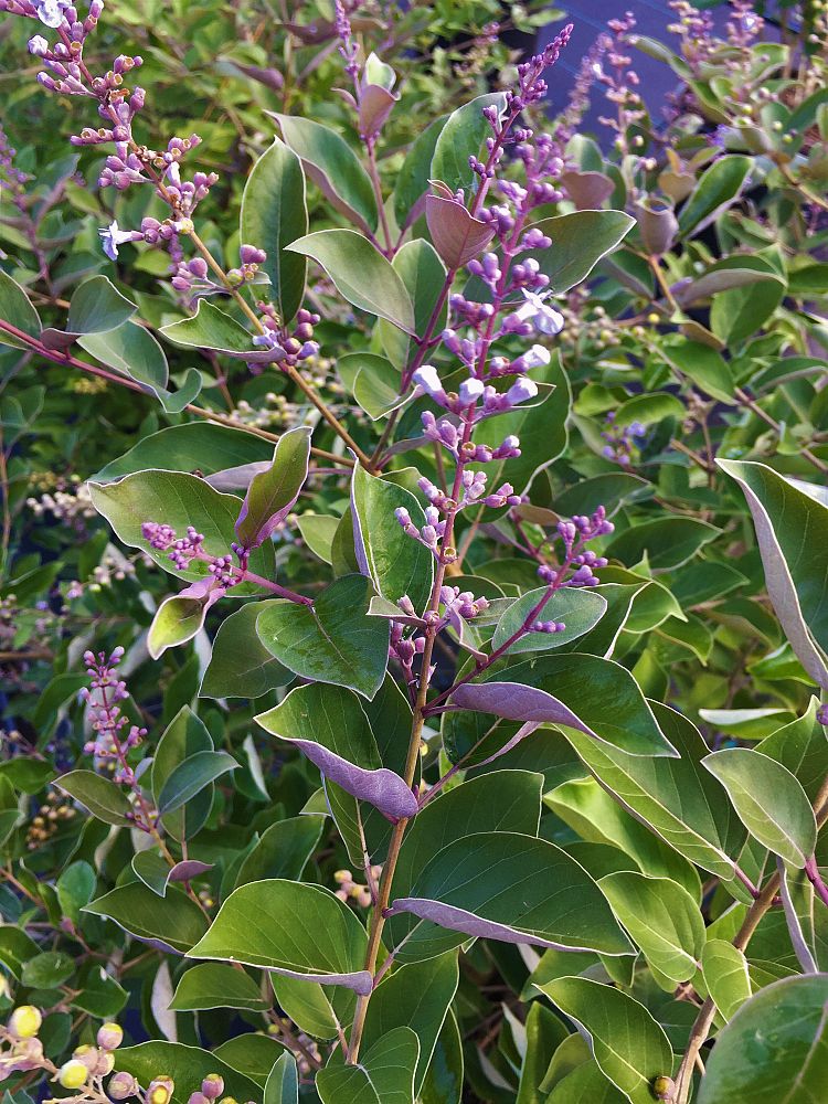 vitex-trifolia-purpurea-arabian-lilac-tree