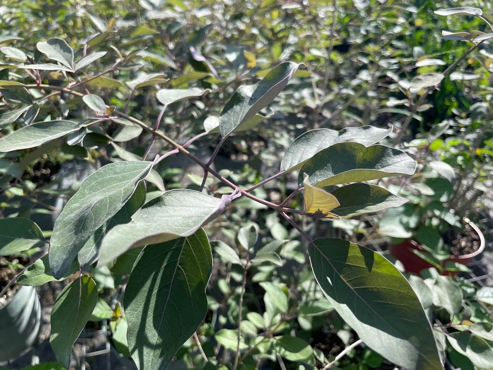 vitex-trifolia-purpurea-arabian-lilac-tree