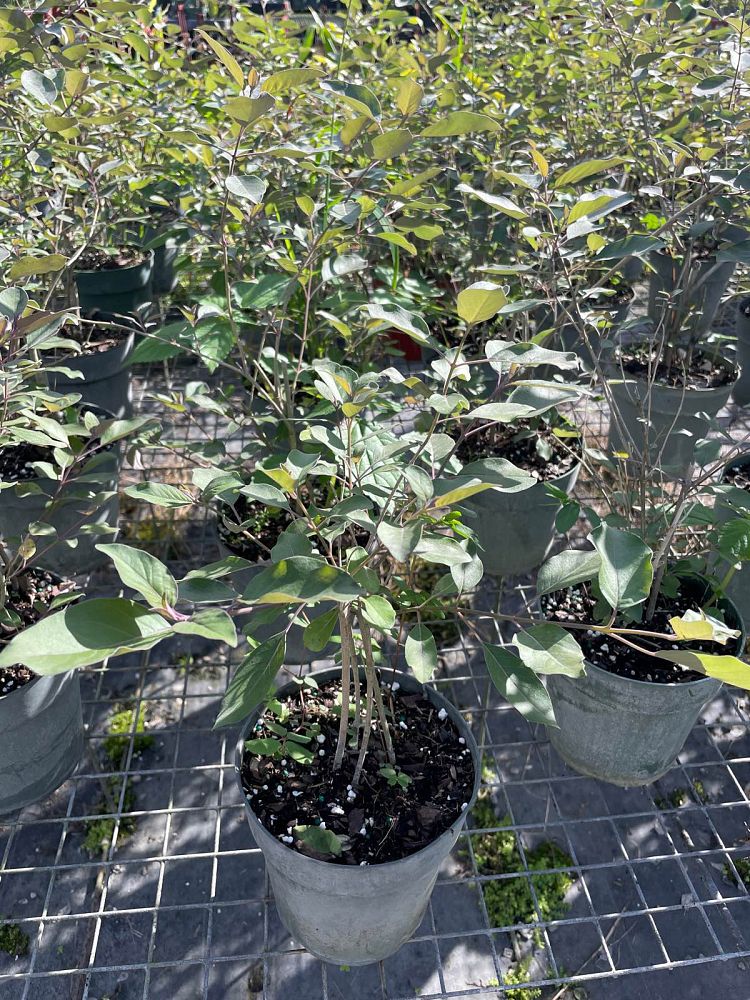 vitex-trifolia-purpurea-arabian-lilac-tree