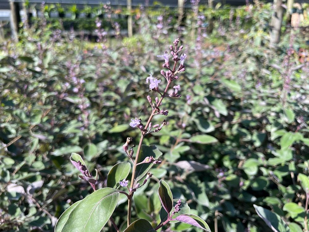 vitex-trifolia-purpurea-arabian-lilac-tree