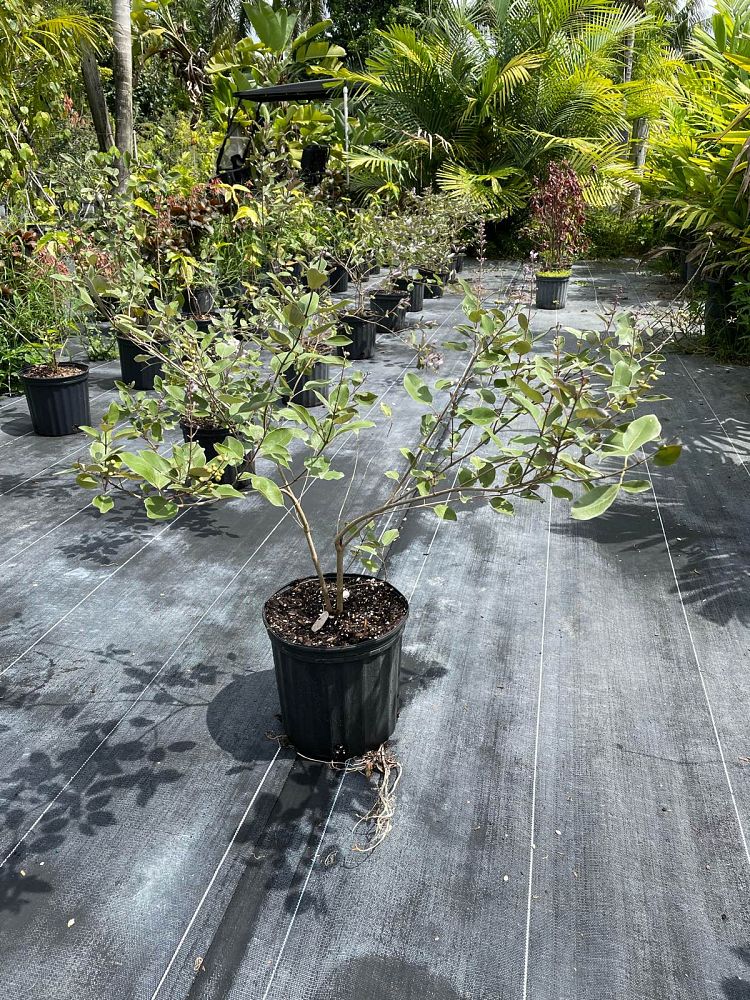 vitex-trifolia-purpurea-arabian-lilac-tree