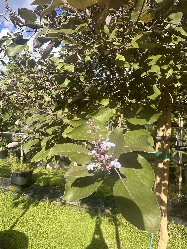 vitex-trifolia-purpurea-arabian-lilac-tree