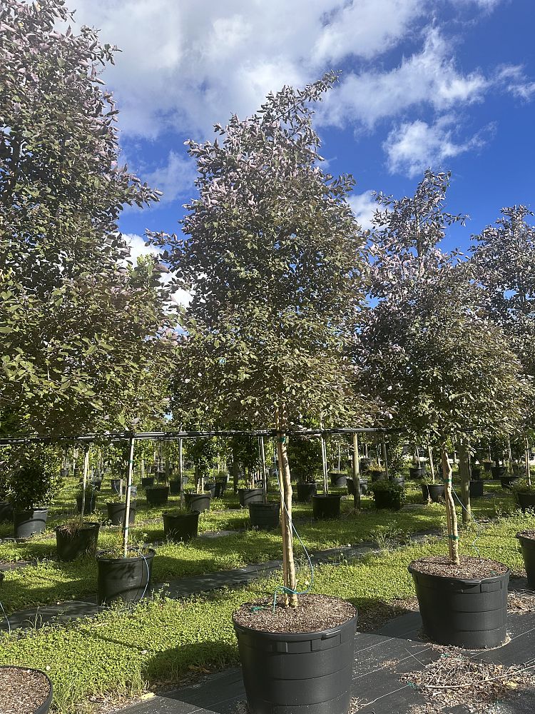 vitex-trifolia-purpurea-arabian-lilac-tree