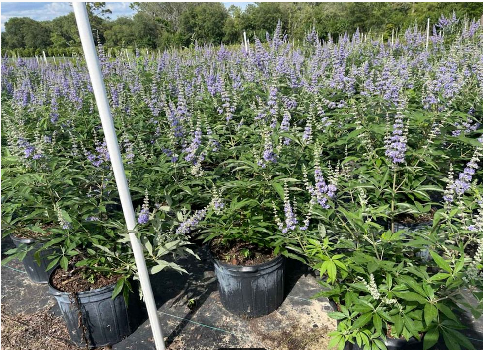 vitex-trifolia-trifolia-simpleleaf-chastetree