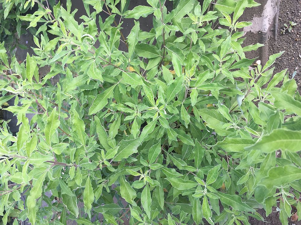 vitex-trifolia-variegata