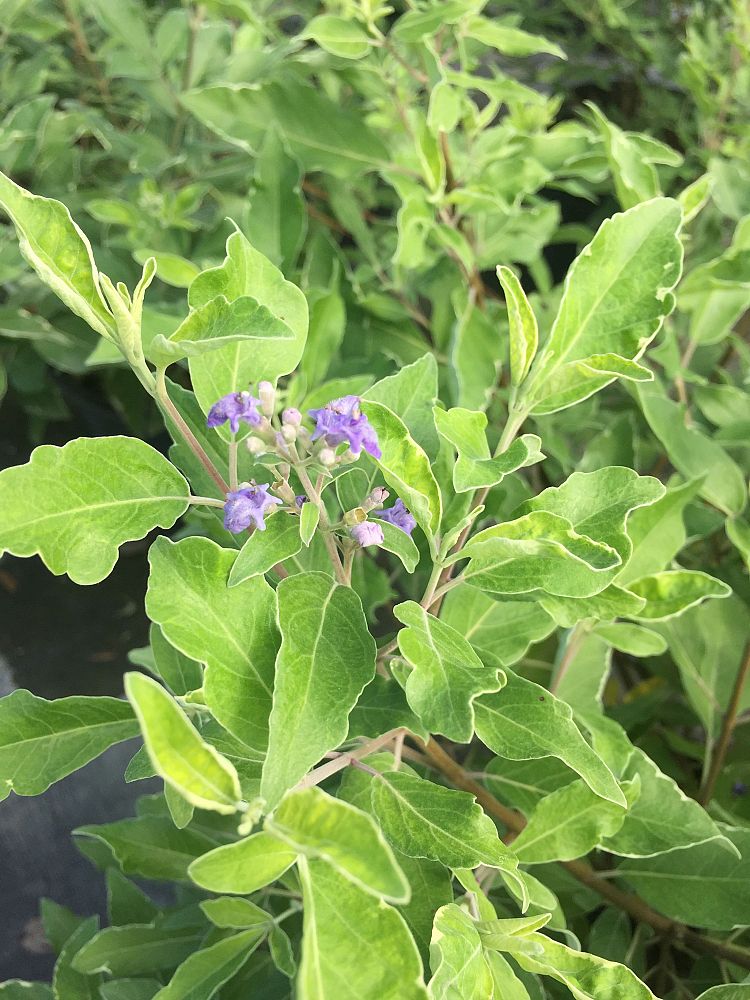 vitex-trifolia-variegata
