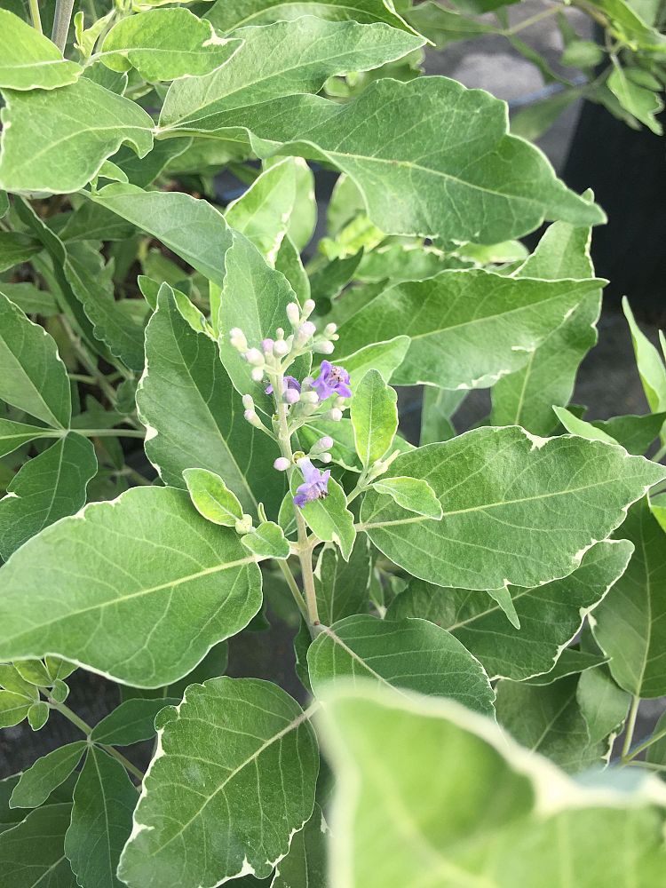 vitex-trifolia-variegata